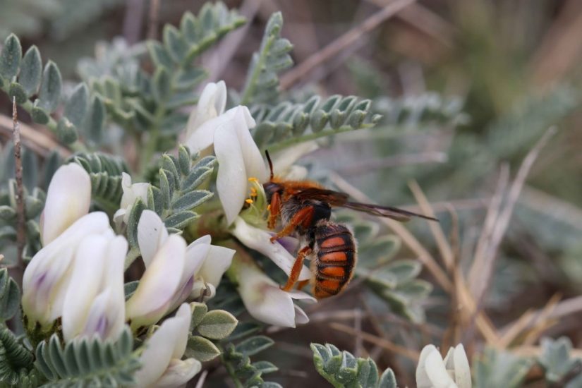 Biodiversité : ce qu’en disent les abeilles 2