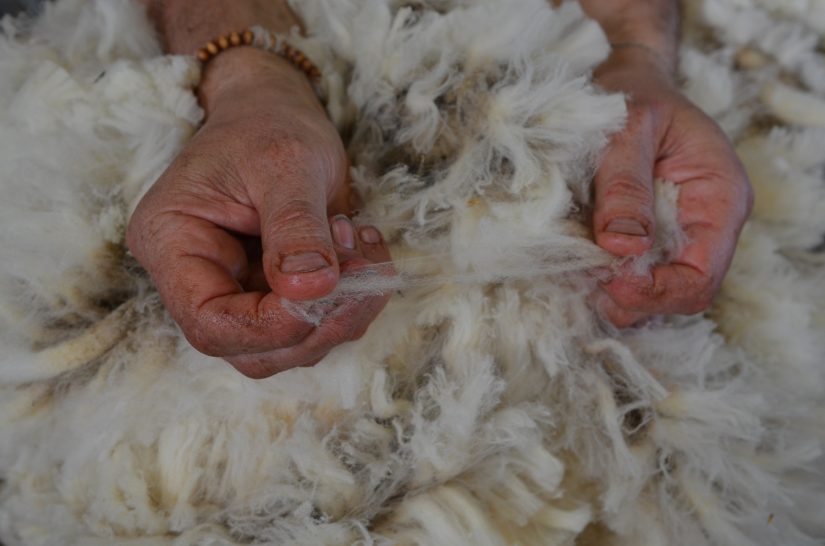 La laine Mérinos d'Arles 