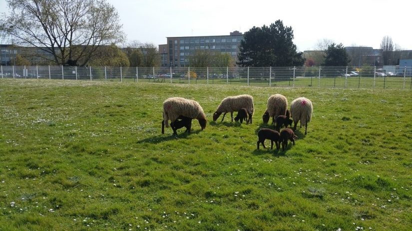Dans la métropole lilloise, des moutons pour remplacer la tondeuse à moteur 2