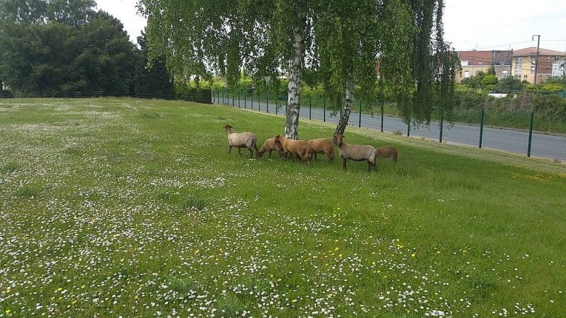 Dans la métropole lilloise, des moutons pour remplacer la tondeuse à moteur 3