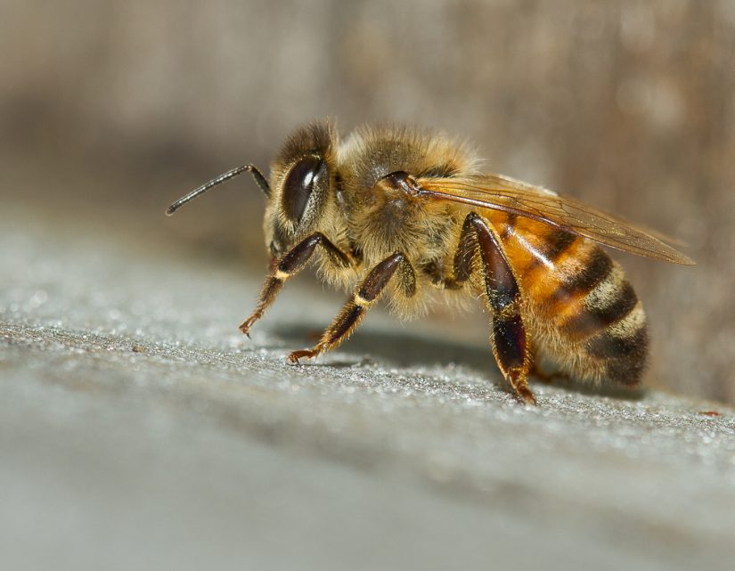 À la rescousse de l’abeille française 1