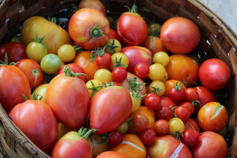 jardin-partage-marseille-tomates