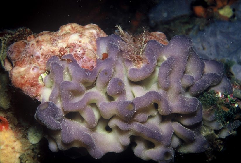 A Marseille, des chercheurs décèlent les mystères des éponges marines 3