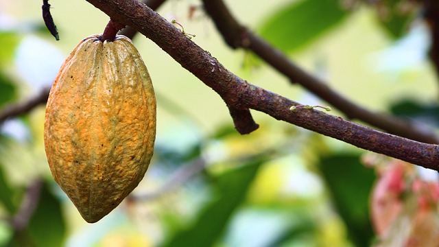 Févier d’Or cultive le cacao et la différence 1