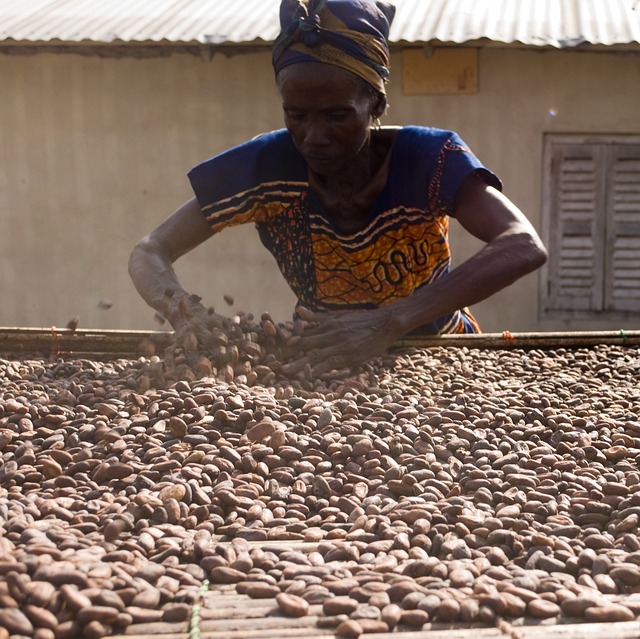 Févier d’Or cultive le cacao et la différence 2