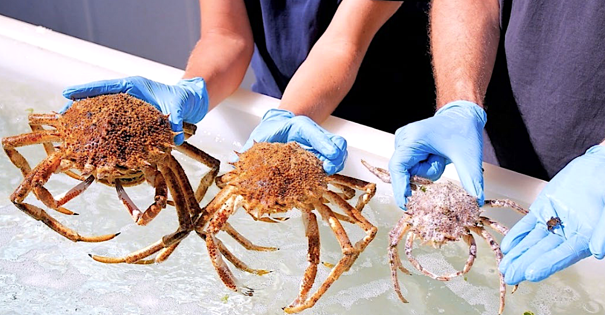 La grande araignée de Méditerranée sauvée par la recherche ? Marcelle — free download
